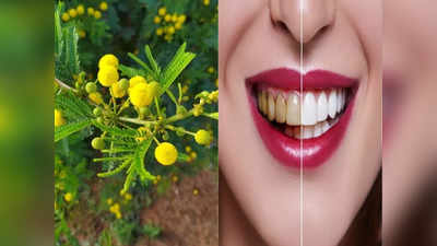 Teeth whitening: कहीं भी मिले तुरंत तोड़ लेना ये फूल, पीले-काले दांतों को कर देगा सफेद, मूंह की बदबू भी होगी दूर