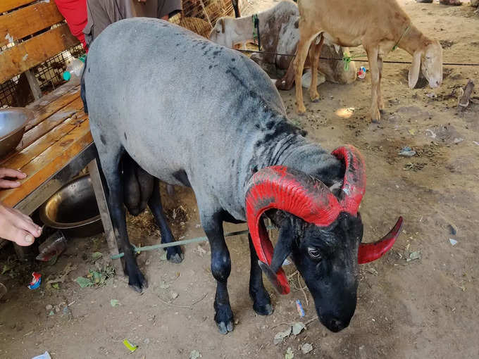 bakra mendha