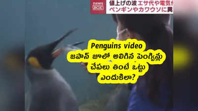 Penguins video : జపాన్ జూలో అలిగిన పెంగ్విన్లు .. చేపలు తింటే ఒట్టు .. ఎందుకిలా?