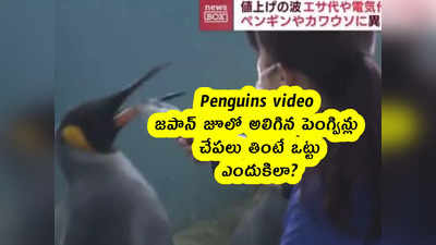 Penguins video : జపాన్ జూలో అలిగిన పెంగ్విన్లు .. చేపలు తింటే ఒట్టు .. ఎందుకిలా? 