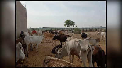 Kaushambi: योगी सरकार में गौशाला का ऐसा हाल... मृत गायों को खुले में नोचते दिखे कुत्ते, चील और कौए