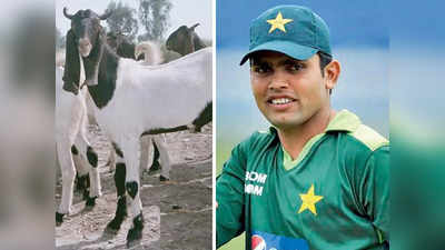 Kamran Akmal Eid Al Adha: गार्ड लगा रखे थे, फिर भी गायब हो गए 6 बकरे, पाकिस्तानी क्रिकेटर कामरान अकमल के घर चोरी से हंगामा
