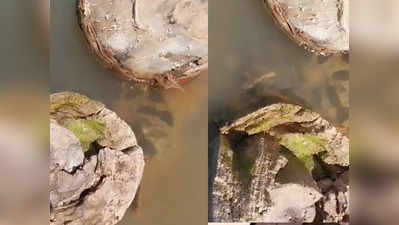 বিশাল সাইজের Anaconda কামড় দিল গাইডের পায়ে! ভাইরাল ভয়ংকর ভিডিয়ো