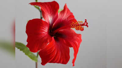 hibiscus health benefits: ఈ పువ్వుతో చేసిన టీ తాగితే.. కొలెస్ట్రాల్‌‌‌ ఈజీగా కరుగుతుంది..! 