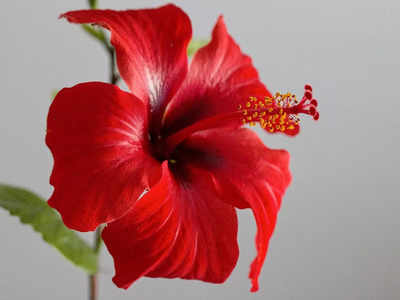 hibiscus health benefits: ఈ పువ్వుతో చేసిన టీ తాగితే.. కొలెస్ట్రాల్‌‌‌ ఈజీగా కరుగుతుంది..!