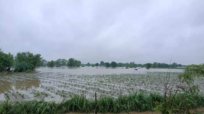 पिकांचं नुकसान