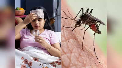 dengue: டெங்கு காய்ச்சல் அறிகுறிகளை பக்கவிளைவில்லாமல் குறைக்க இந்த சித்த வைத்தியம் போதும்…