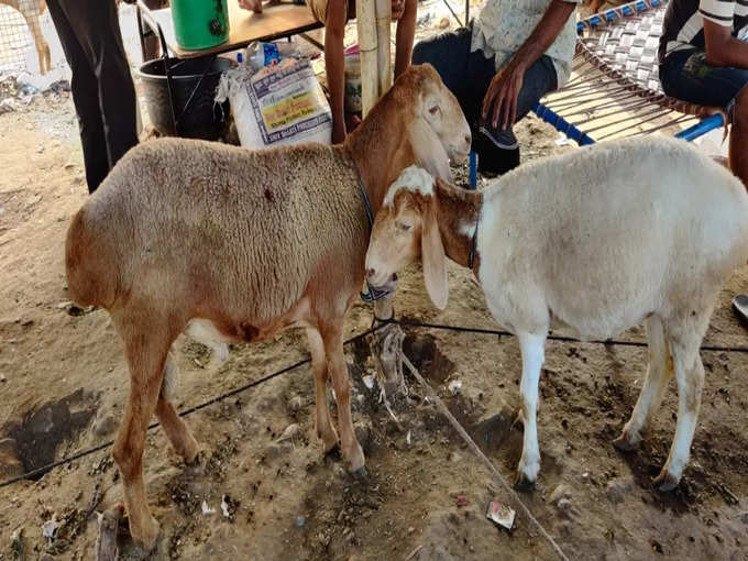 मुख्य कुर्बानी दुंबे की