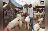 Bakrid 2022:  दिल्ली में बकरीद की तैयारी, लाखों के बकरे.. यहां देख लीजिए तस्वीरें