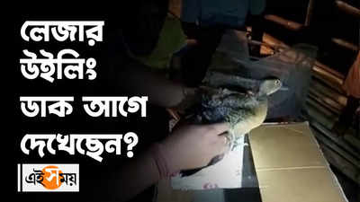 লেজার উইলিং ডাক আগে দেখেছেন