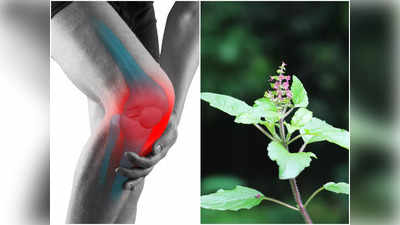 Knee Pain Home Remedies: হাঁটু ব্যথা কমবে কয়েকদিনেই! শুধু ব্যবহার করুন এই ঘরোয়া উপায়