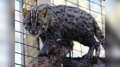 Fishing Cat: ফের বাঘরোলের মৃত্যু হাওড়ায়, বনদফতরের ভূমিকা নিয়ে উঠছে প্রশ্ন