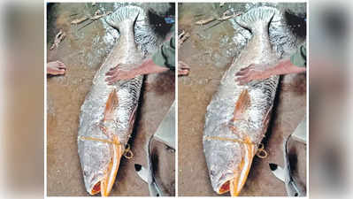 Kachidi Fish: ఒక్క చేప ధర ఏకంగా రూ.2లక్షలు.. డిమాండ్ అలా ఉంది మరి!