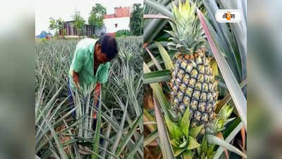 Malda: আমের পর আনারস, বিকল্প চাষে লক্ষী লাভ মালদার কৃষকদের!