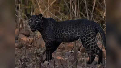 Black Panther: পাহাড়ের ধোত্রেতে কালো চিতাবাঘের দেহ উদ্ধার!