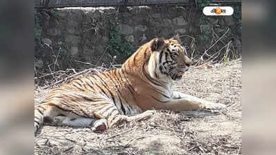 Royal Bengal Tiger: সব বৃথা আজ তোমায় ছাড়া, জন্মদিনের ৪৩ দিন আগে মৃত্যু দেশের সবথেকে প্রবীণ বাঘের