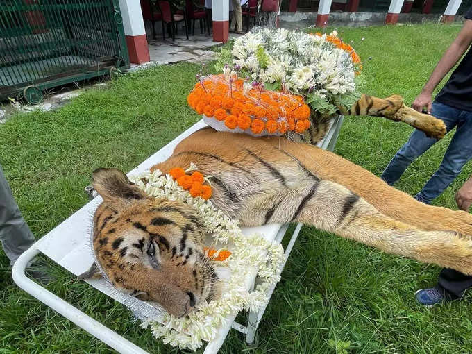 tiger died