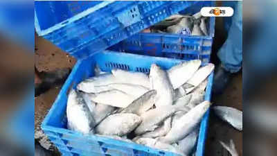 Hilsa Fish Price: দিঘার মৎসজীবীদের জালে উঠে এল ঝাঁকে ঝাঁকে ইলিশ, দাম কেমন? জানুন