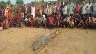Crocodile: ನದಿಯಲ್ಲಿ ಸ್ನಾನ ಮಾಡುತ್ತಿದ್ದ 10 ವರ್ಷದ ಬಾಲಕನನ್ನು ನುಂಗಿದ ಮೊಸಳೆ: ಗ್ರಾಮಸ್ಥರಿಂದ ಸೆರೆ