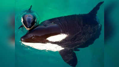 Whale Giving Birth: अंडे नहीं बल्कि सीधे बच्चे पैदा करती है व्हेल मछली, समुद्र की सबसे दुर्लभ घटना हुई रिकॉर्ड