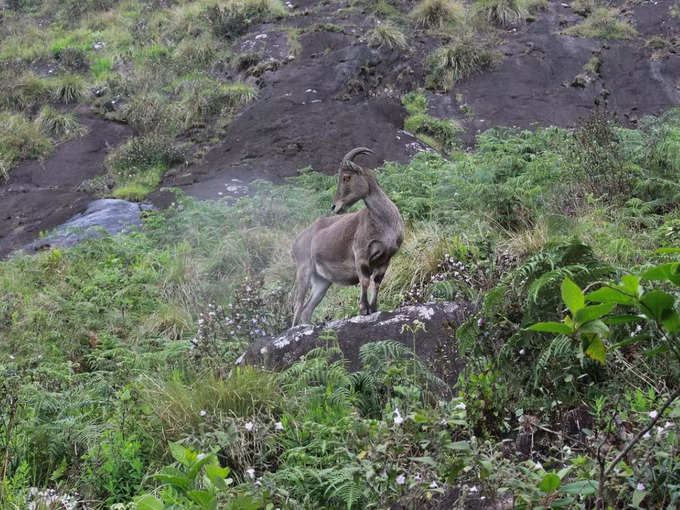 ​ಎರವಿಕುಲಂ ರಾಷ್ಟ್ರೀಯ ಉದ್ಯಾನವನ