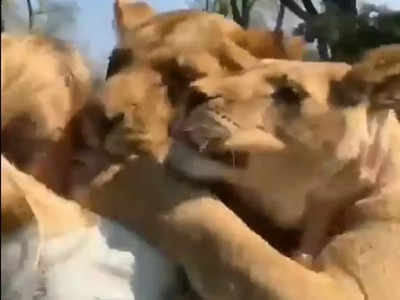 Switzerland Lions Love : ప్రేమంటే ఇదేరా.. విలువ కట్టలేం