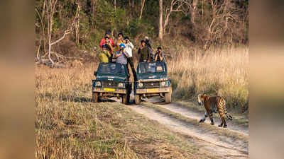 इस बार पैसे खर्च करने के बाद भी जरूर दिखेगा शेर, बस पहुंच जाएं देश के इन 5 नेशनल पार्क