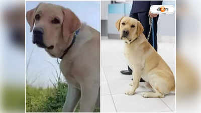 Kolkata Police Dog Squad: খুনের কিনারা করবে ল্যাব ক্যাম্ফর! লালবাজারের এই নতুন সদস্যকে চেনেন?