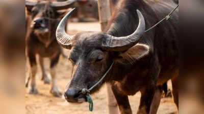 Buffalo Farming: বাড়িতে এই মহিষ আনলেই কেল্লাফতে! ব্যবসার লাভে হতে পারেন কোটি  টাকা
