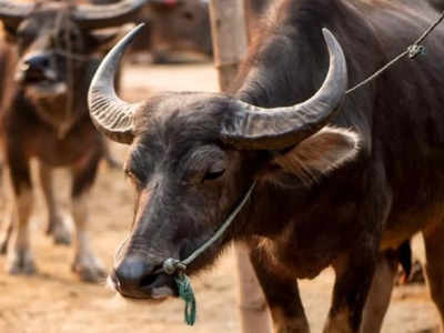 Buffalo Farming: বাড়িতে এই মহিষ আনলেই কেল্লাফতে! ব্যবসার লাভে হতে পারেন কোটি  টাকা