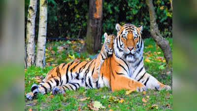 International Tiger Day 2022: देश के इन 5 टाइगर रिजर्व के बारे शायद ही जानते होंगे आप, जंगल सफारी हैं खूब फेमस