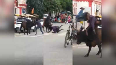 Bull And Youth Fight: भल्लादेव बन रहा था युवक, सांड ने सींग पर उठाकर हवा में उछाल दिया, देखें मजेदार वीडियो