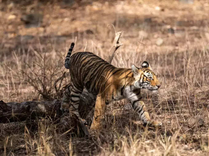 सरिस्का टाइगर रिजर्व, राजस्थान - Sariska Tiger Reserve, Rajasthan
