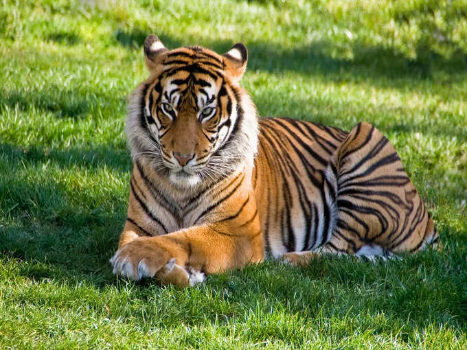 पेरियार टाइगर रिजर्व, केरल - Periyar Tiger Reserve, Kerala