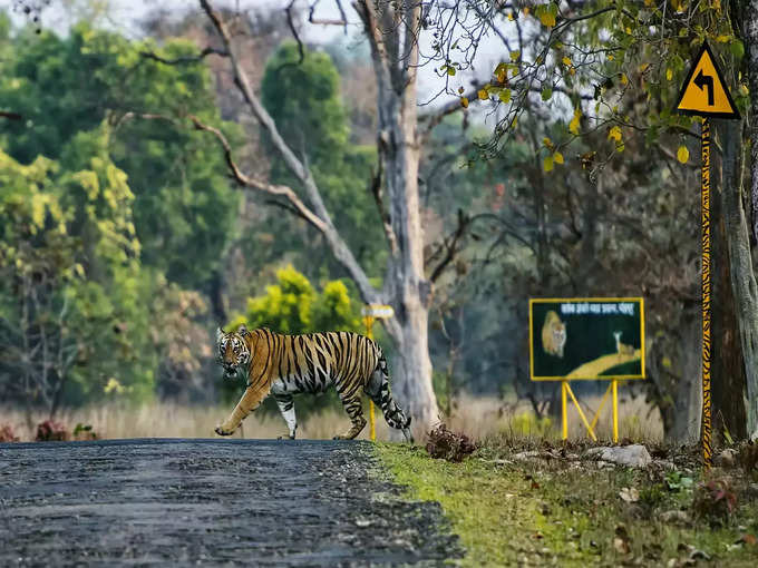 तडोबा-अंधारी टाइगर रिजर्व, महाराष्ट्र - Tadoba-Andhari Tiger Reserve, Maharashtra