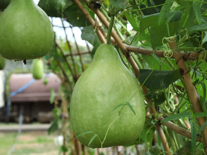 Bottle Gourd