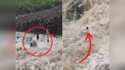 Junnar Rain Video : बघता-बघता ओढ्यात वाहून केला व्यक्ती, घटनेचे थरारक दृष्य कॅमेऱ्यात कैद