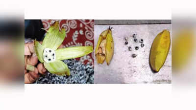 केळीमध्ये आढळल्या बिया; नागपुरातील प्राचीन शिवमंदिर परिसरातील प्रकार