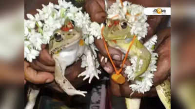 Balurghat News: বালুরঘাটে বৃষ্টির আশায় ব্যাঙের বিয়ে! জমজমাট অনুষ্ঠানে বাজল ব্যান্ডও