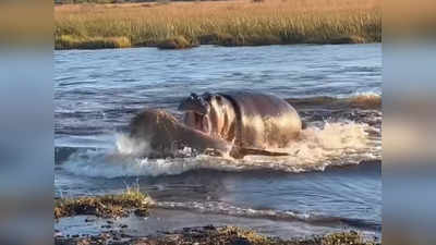 Hippo attacks 3 lions : సింహాలకు చుక్కలు చూపించిన నీటిఏనుగు .. పరుగో పరుగు