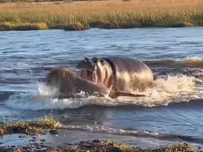 Hippo attacks 3 lions : సింహాలకు చుక్కలు చూపించిన నీటిఏనుగు .. పరుగో పరుగు