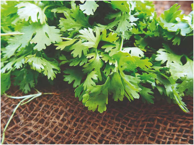 coriander