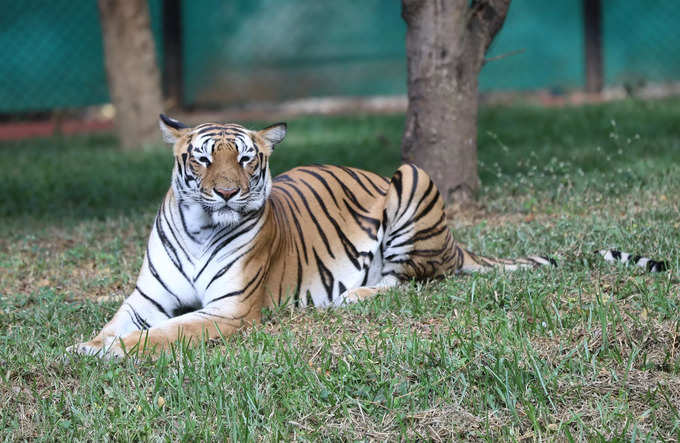 Tiget Mithun at Bannerghatta Zoo