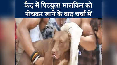 Pitbull Lucknow: मालकिन को नोच-नोचकर मार डालने वाला पिटबुल डॉग जब्त, दहशत में था मोहल्ला, देखिए वीडियो