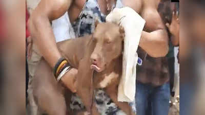 Pitbull Lucknow: पिटबुल ने मालकिन को नोचकर क्यों मार डाला? कुत्ता पकड़ा गया, अब डॉक्टर करेंगे रिसर्च