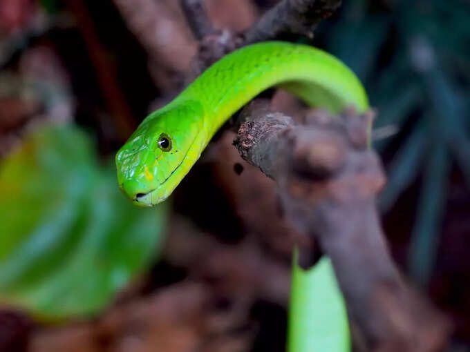 ​ಹಾವು ತಲೆಯ ಮೇಲೆ ಕುಳಿತಂತೆ ಕನಸು