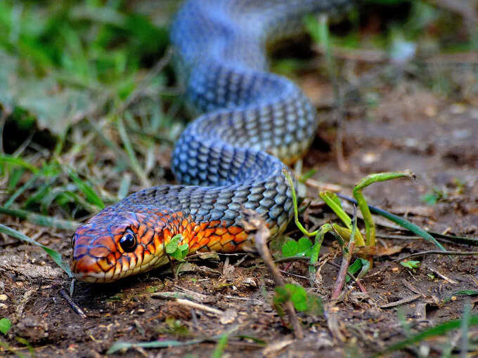 ​ಕನಸಿನಲ್ಲಿ ಹಾವು ಕಚ್ಚುವುದು