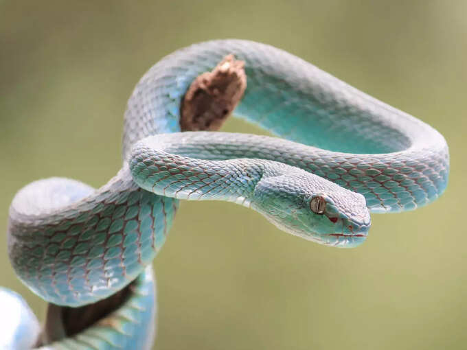 ​ಬಿಳಿ ಹಾವು ಕಚ್ಚುವ ಕನಸು