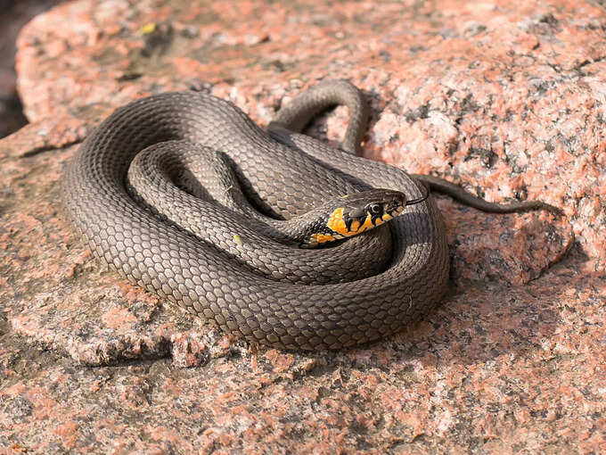 ​ಭೂಮಿಯನ್ನು ಅಗೆಯುವಾಗ ಹಾವು