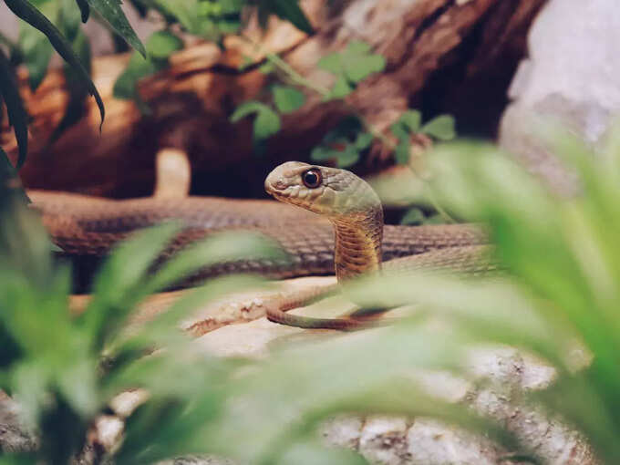 ​ಅಡಗಿಕೊಳ್ಳುವ ಹಾವಿನ ಕನಸು